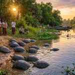 découvrez la renaissance de la faune au cambodge avec le retour à la liberté de 20 tortues royales, réintroduites dans leur habitat naturel pour préserver cette espèce emblématique.